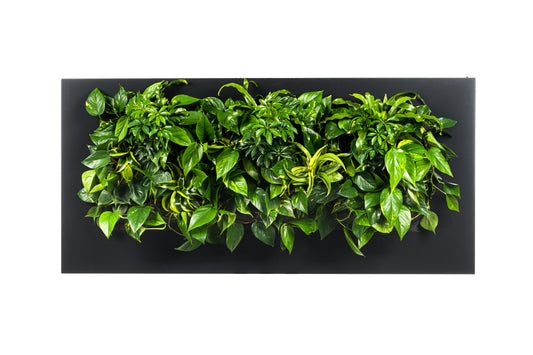 Wall Planter Frames for Live Plants