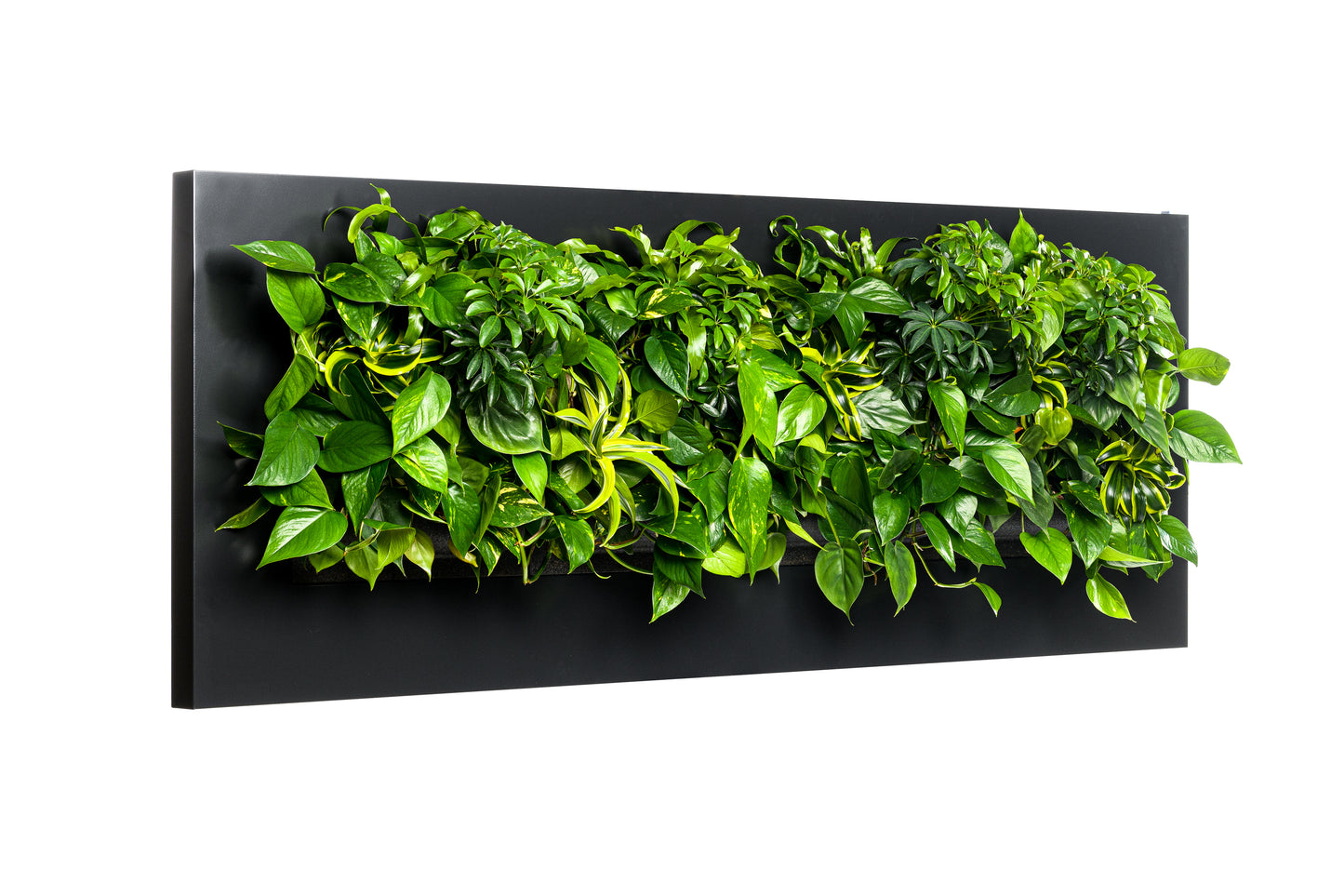 Wall Planter Frames for Live Plants