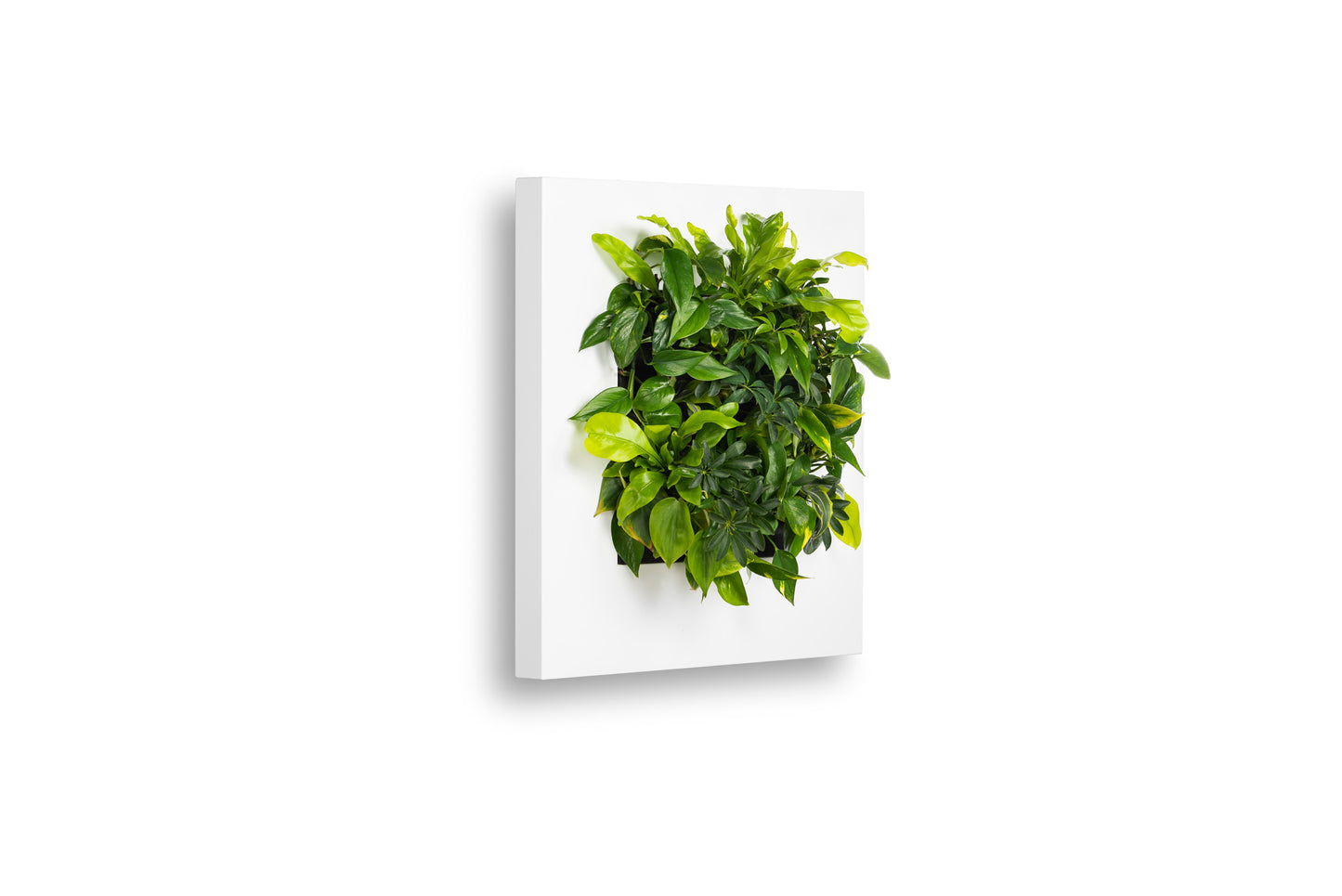 Wall Planter Frames for Live Plants